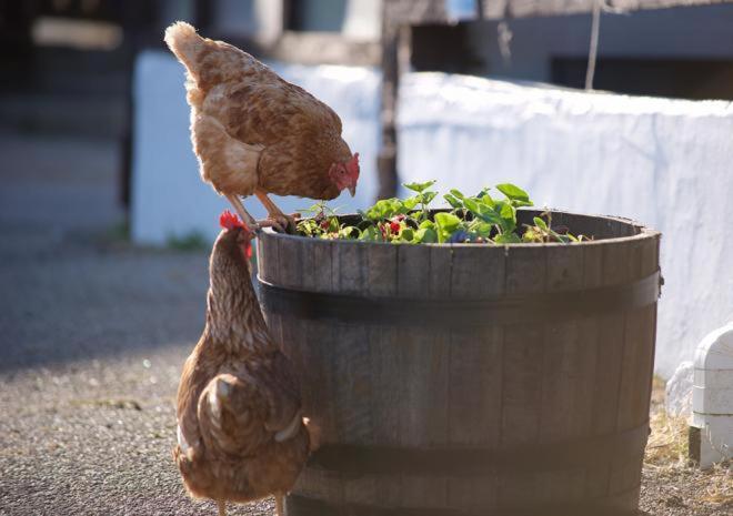 Rosefinch Sleeps 2 Persons-Private Hot Tub-Tranquil Holiday Away From It All Yet Not Far From St Austell- The Holiday Home Has One Bedroom, Living And Dining Area, Equipped Kitchen-Decking-Outdoor Furniture-Fishing Lakes-Non Pet Unit Экстерьер фото